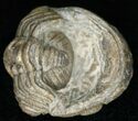 Bargain Enrolled Barrandeops (Phacops) Trilobite #11296-2